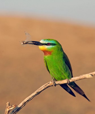 Morocco, Morocco Wildlife, Wildlife Tour, North-African Wildlife, Birdwatching, Photography Tour, Birds of the World, Marrakech, High Atlas Mountains, Desert Landscapes