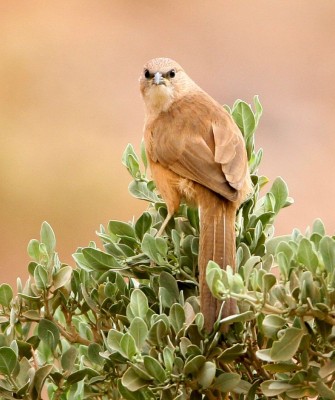 Morocco, Morocco Wildlife, Wildlife Tour, North-African Wildlife, Birdwatching, Photography Tour, Birds of the World, Marrakech, High Atlas Mountains, Desert Landscapes