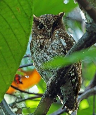 Guatemalan Screech Owl, Birding Honduras, Bird Watching Honduras, Central American Birds, Naturalist Journeys, Wildlife Tour, Wildlife Photography, Ecotourism, Specialty Birds, Endemic Birds, Birding Hotspot, Copan Ruins, Maya Ruins