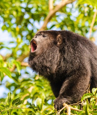 Howler Monkey, Birding Honduras, Bird Watching Honduras, Central American Birds, Naturalist Journeys, Wildlife Tour, Wildlife Photography, Ecotourism, Specialty Birds, Endemic Birds, Birding Hotspot, Copan Ruins, Maya Ruins