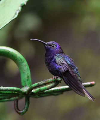 Violet Sabrewing, Birding Honduras, Bird Watching Honduras, Central American Birds, Naturalist Journeys, Wildlife Tour, Wildlife Photography, Ecotourism, Specialty Birds, Endemic Birds, Birding Hotspot, Copan Ruins, Maya Ruins