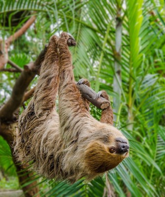 Sloth, Birding Honduras, Bird Watching Honduras, Central American Birds, Naturalist Journeys, Wildlife Tour, Wildlife Photography, Ecotourism, Specialty Birds, Endemic Birds, Birding Hotspot, Copan Ruins, Maya Ruins