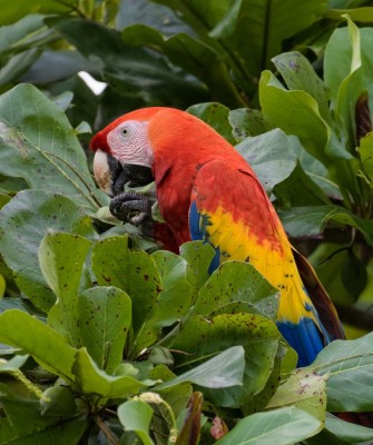 Scarlet Macaw, Birding Honduras, Bird Watching Honduras, Central American Birds, Naturalist Journeys, Wildlife Tour, Wildlife Photography, Ecotourism, Specialty Birds, Endemic Birds, Birding Hotspot, Copan Ruins, Maya Ruins