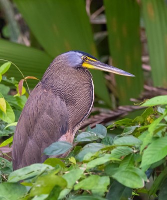 Barred Tiger Heron, Birding Honduras, Bird Watching Honduras, Central American Birds, Naturalist Journeys, Wildlife Tour, Wildlife Photography, Ecotourism, Specialty Birds, Endemic Birds, Birding Hotspot, Copan Ruins, Maya Ruins