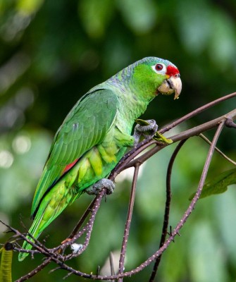 Red-lored Parrot, Birding Honduras, Bird Watching Honduras, Central American Birds, Naturalist Journeys, Wildlife Tour, Wildlife Photography, Ecotourism, Specialty Birds, Endemic Birds, Birding Hotspot, Copan Ruins, Maya Ruins