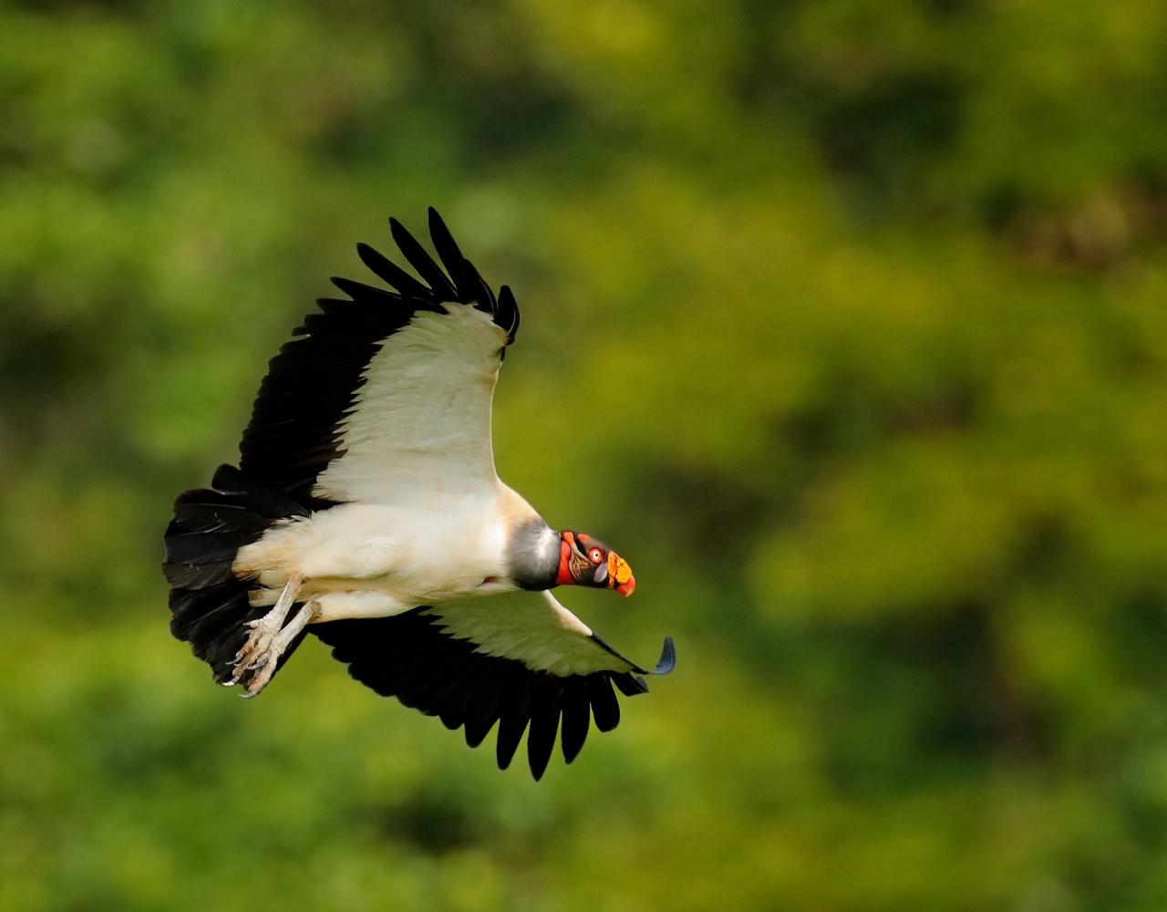 Birding Honduras, Bird Watching Honduras, Central American Birds, Naturalist Journeys, Wildlife Tour, Wildlife Photography, Ecotourism, Specialty Birds, Endemic Birds, Birding Hotspot, Copan Ruins, Maya Ruins