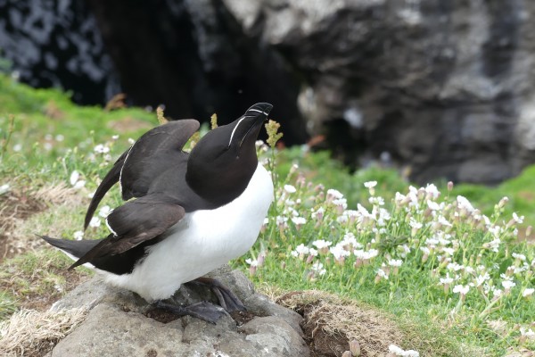 Razorbill, Scotland, Scotland Nature Tour, Scotland Birding Tour, Naturalist Journeys