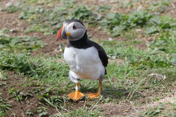 Atlantic Puffin, Scotland, Scotland Nature Tour, Scotland Birding Tour, Naturalist Journeys