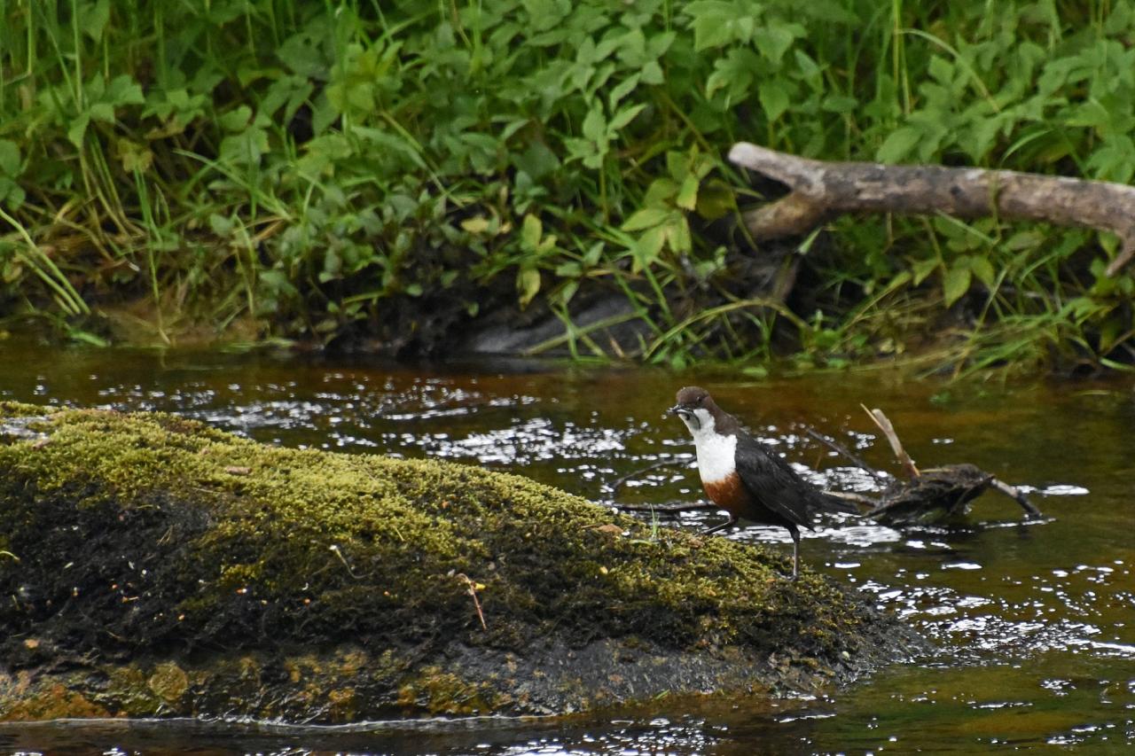 Dipper, Scotland, Scottish Highlands, Scottish Islands, Scotland Birding Tour, Scotland Nature Tour, Naturalist Journeys