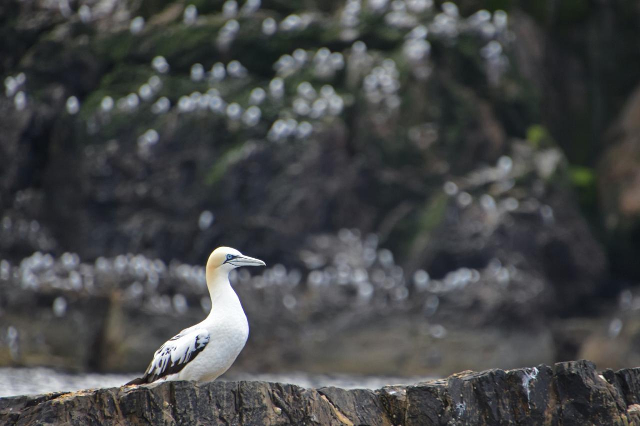 Northern Gannet, Scotland, Scottish Highlands, Scottish Islands, Scotland Birding Tour, Scotland Nature Tour, Naturalist Journeys