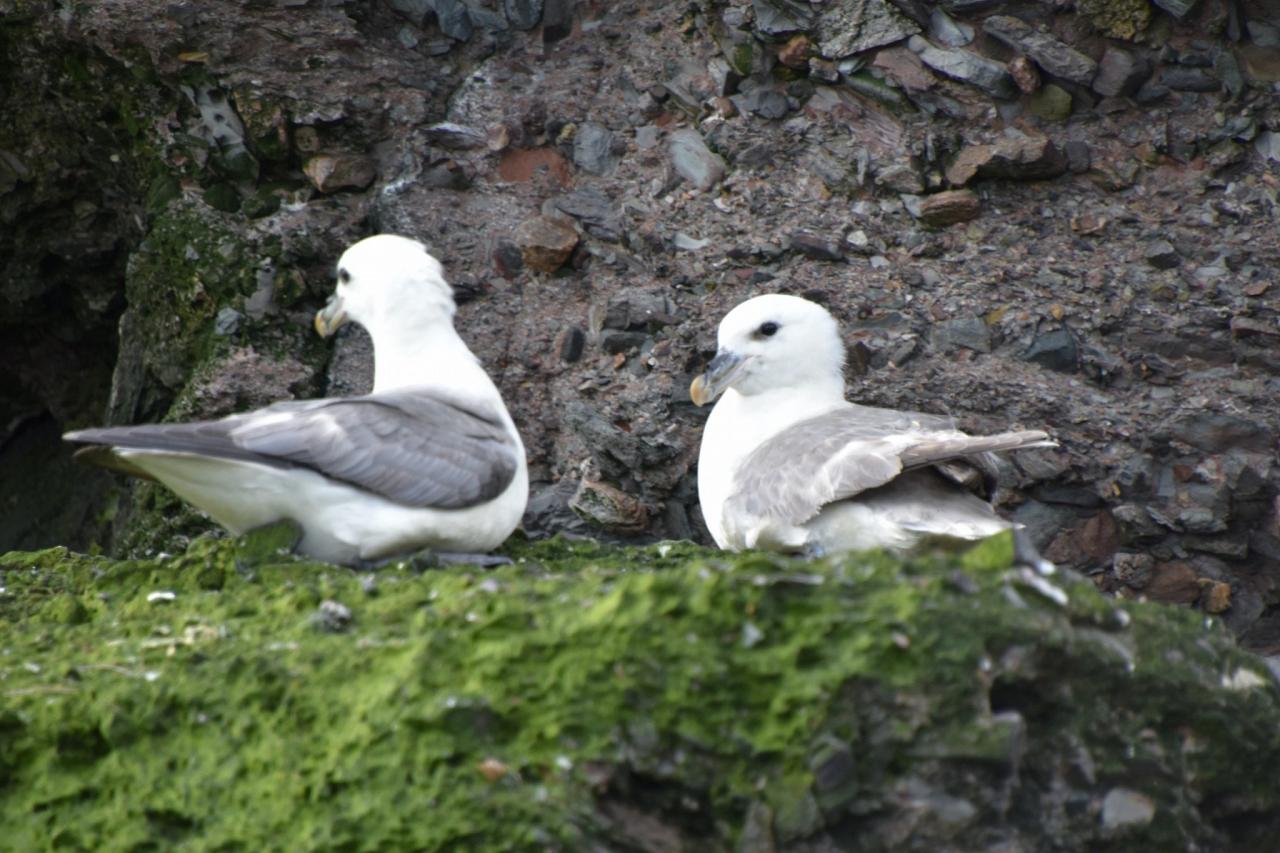 Fulmars, Scotland, Scottish Highlands, Scottish Islands, Scotland Birding Tour, Scotland Nature Tour, Naturalist Journeys