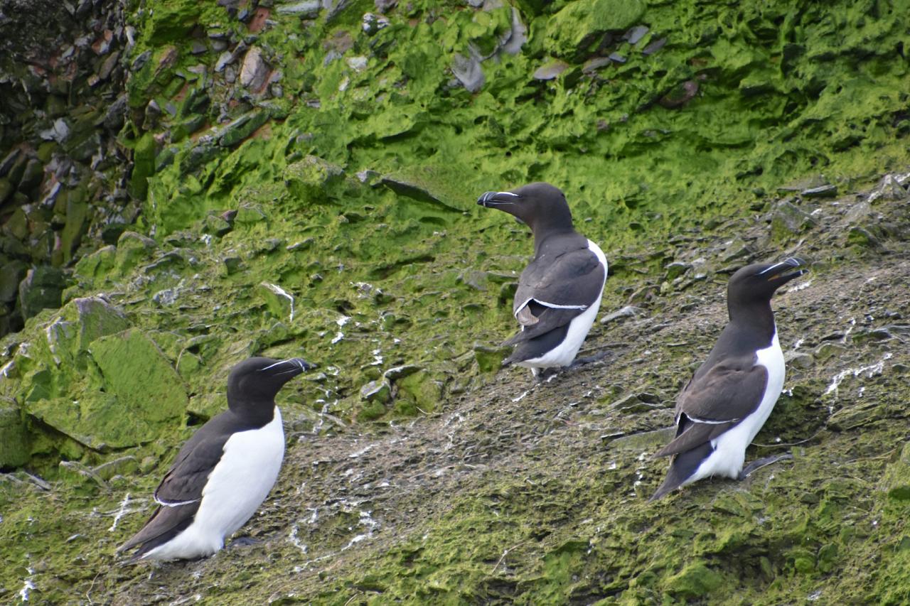 Razorbills, Scotland, Scottish Highlands, Scottish Islands, Scotland Birding Tour, Scotland Nature Tour, Naturalist Journeys