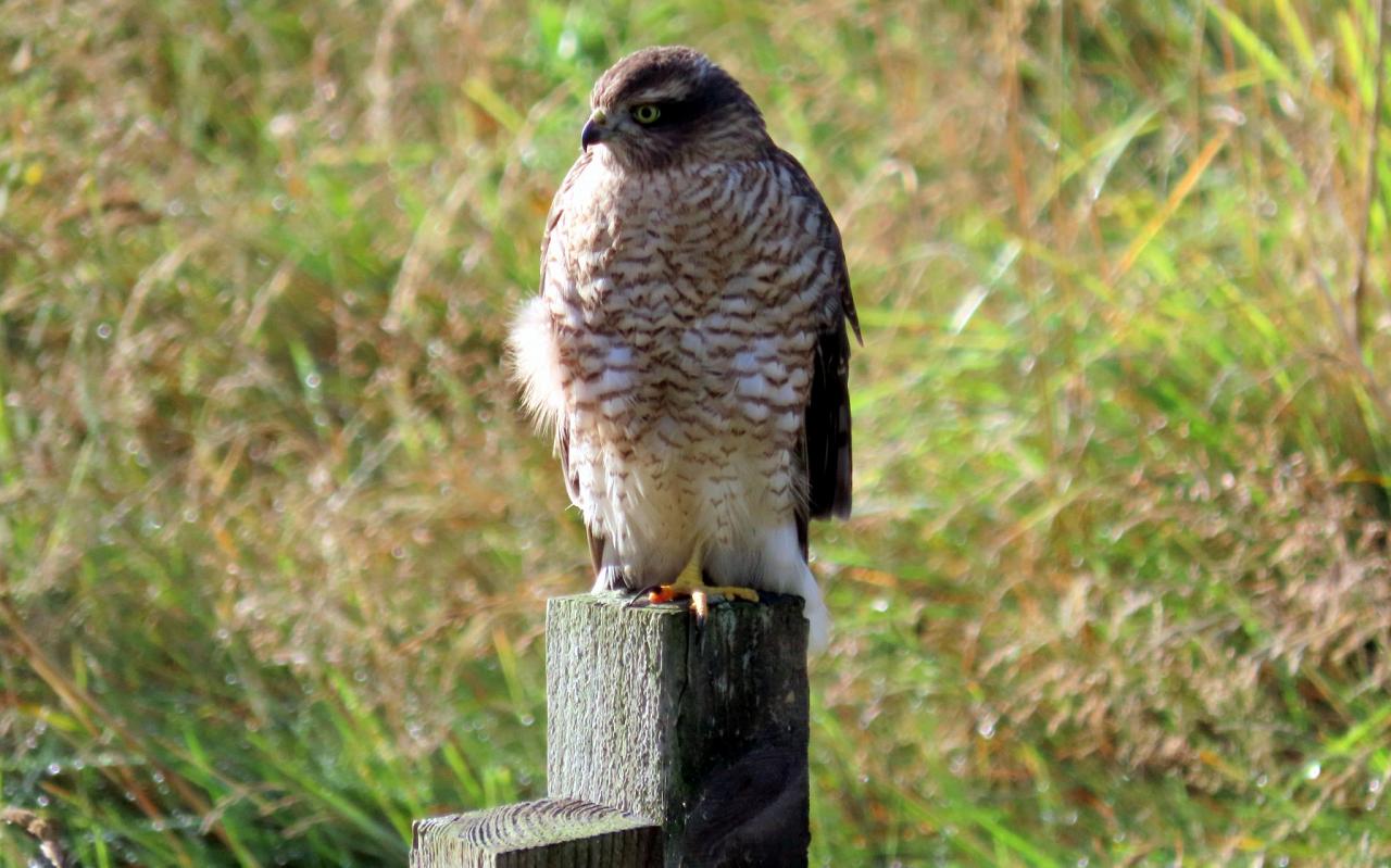 Scotland, Scotland Nature Tour, Scotland Birding Tour, Naturalist Journeys