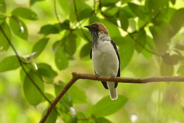 Bearded Bellbird, Asa Wright Nature Centre, Trinidad, Trinidad Birding Tour, Trinidad Butterfly tour, Trinidad Nature Tour, Naturalist Journeys 