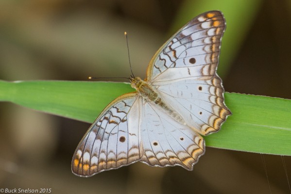 White Peacock Butterfly, Asa Wright Nature Centre, Trinidad, Trinidad Birding Tour, Trinidad Butterfly tour, Trinidad Nature Tour, Naturalist Journeys