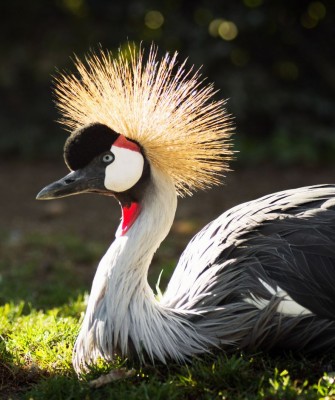 African Crowned Crane, Birding Tanzania, Bird watching Tanzania, African birds, Naturalist Journeys, Wildlife Tour, Wildlife Photography, Ecotourism, Specialty Birds, Endemic Birds, Birding Hotspot, Ngorongoro Crater, Arusha National Park