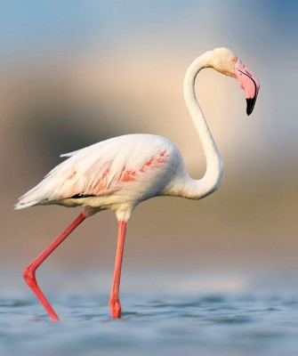 Greater Flamingo, Birding Tanzania, Bird watching Tanzania, African birds, Naturalist Journeys, Wildlife Tour, Wildlife Photography, Ecotourism, Specialty Birds, Endemic Birds, Birding Hotspot, Ngorongoro Crater, Arusha National Park