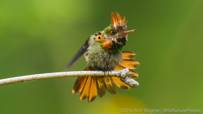 Tufted Coquette, Asa Wright Nature Centre, Trinidad, Trinidad Birding Tour, Trinidad Butterfly tour, Trinidad Nature Tour, Naturalist Journeys 