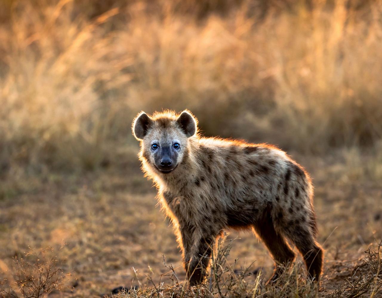 Birding Tanzania, Bird watching Tanzania, African birds, Naturalist Journeys, Wildlife Tour, Wildlife Photography, Ecotourism, Specialty Birds, Endemic Birds, Birding Hotspot, Ngorongoro Crater, Arusha National Park