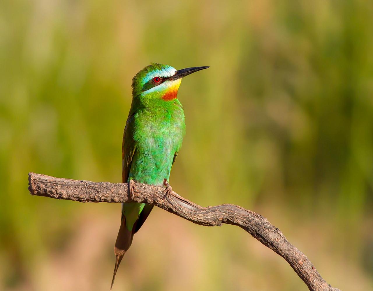 Birding Tanzania, Bird watching Tanzania, African birds, Naturalist Journeys, Wildlife Tour, Wildlife Photography, Ecotourism, Specialty Birds, Endemic Birds, Birding Hotspot, Ngorongoro Crater, Arusha National Park