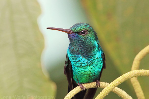 Blue-chinned Sapphire, Asa Wright Nature Centre, Trinidad, Trinidad Birding Tour, Trinidad Butterfly tour, Trinidad Nature Tour, Naturalist Journeys
