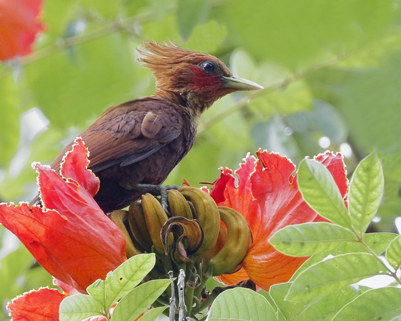 Chestnut-colored Woodpecker, Belize, Belize Birding Tour, Belize Nature Tour, Winter Belize Tour, Naturalist Journeys