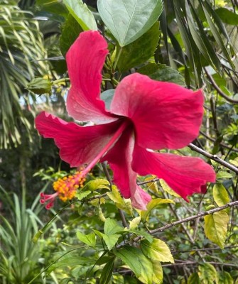 Hibiscus, Belize, Belize Birding Tour, Belize Nature Tour, Winter Belize Tour, Naturalist Journeys