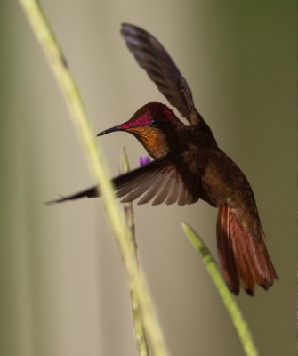 Birding Trinidad & Tobago, Bird watching Trinidad & Tobago, Naturalist Journeys, Wildlife Tour, Wildlife Photography, Ecotourism, Specialty Birds, Birding Hotspot, Asa Wright Nature Center
