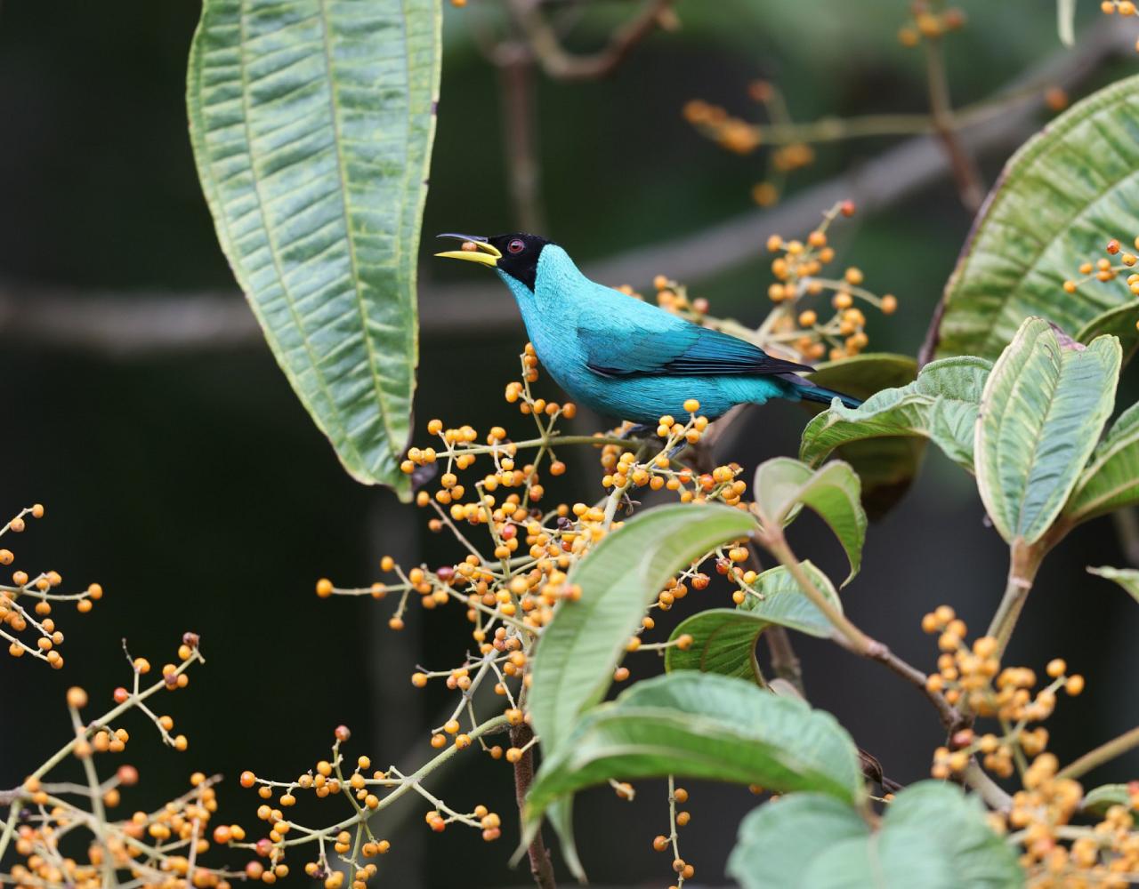 Birding Trinidad & Tobago, Bird watching Trinidad & Tobago, Naturalist Journeys, Wildlife Tour, Wildlife Photography, Ecotourism, Specialty Birds, Birding Hotspot, Asa Wright Nature Center
