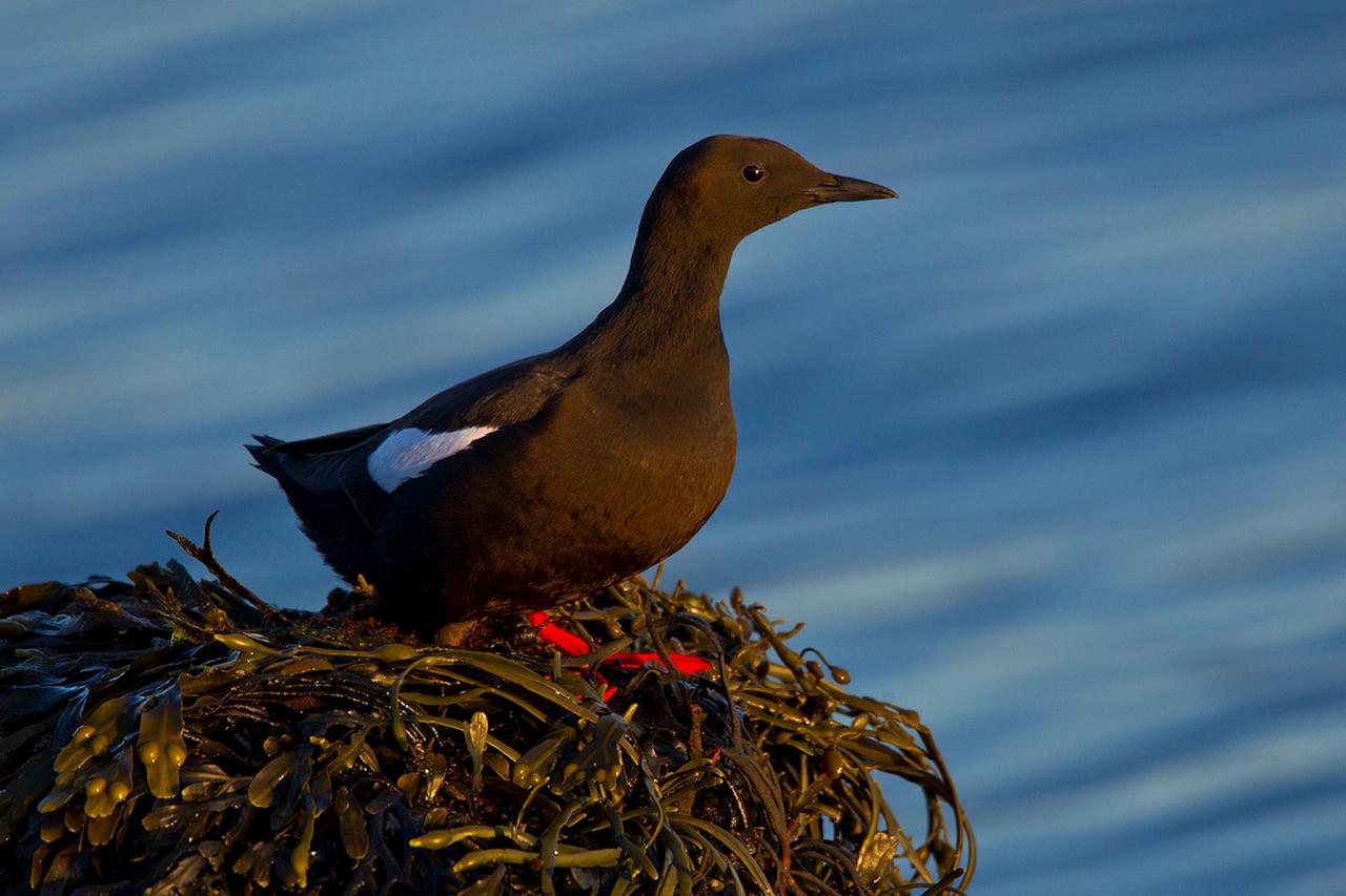 Black Guillemot, Iceland Birding Tour, Iceland Nature Tour, Iceland Wildlife Tour, Naturalist Journeys