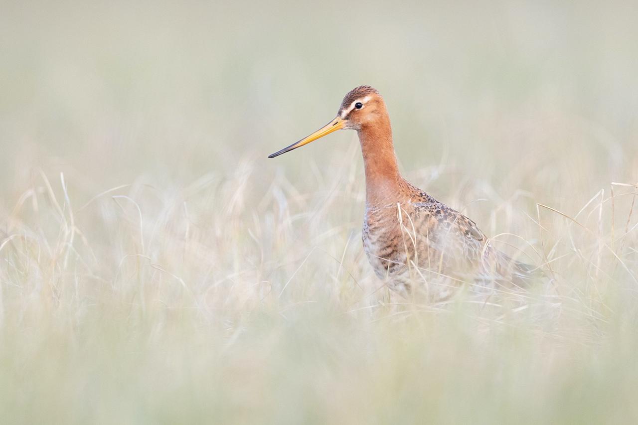 Black-tailed Godwit, Iceland Birding Tour, Iceland Nature Tour, Iceland Wildlife Tour, Naturalist Journeys