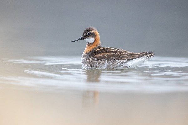 Red-necked Phalarope, Iceland Birding Tour, Iceland Nature Tour, Iceland Wildlife Tour, Naturalist Journeys