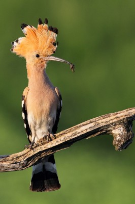 Hoopoe, Greece, Greece Birding Tour, Greece Nature Tour, Spring Migration Tour, Naturalist Journeys