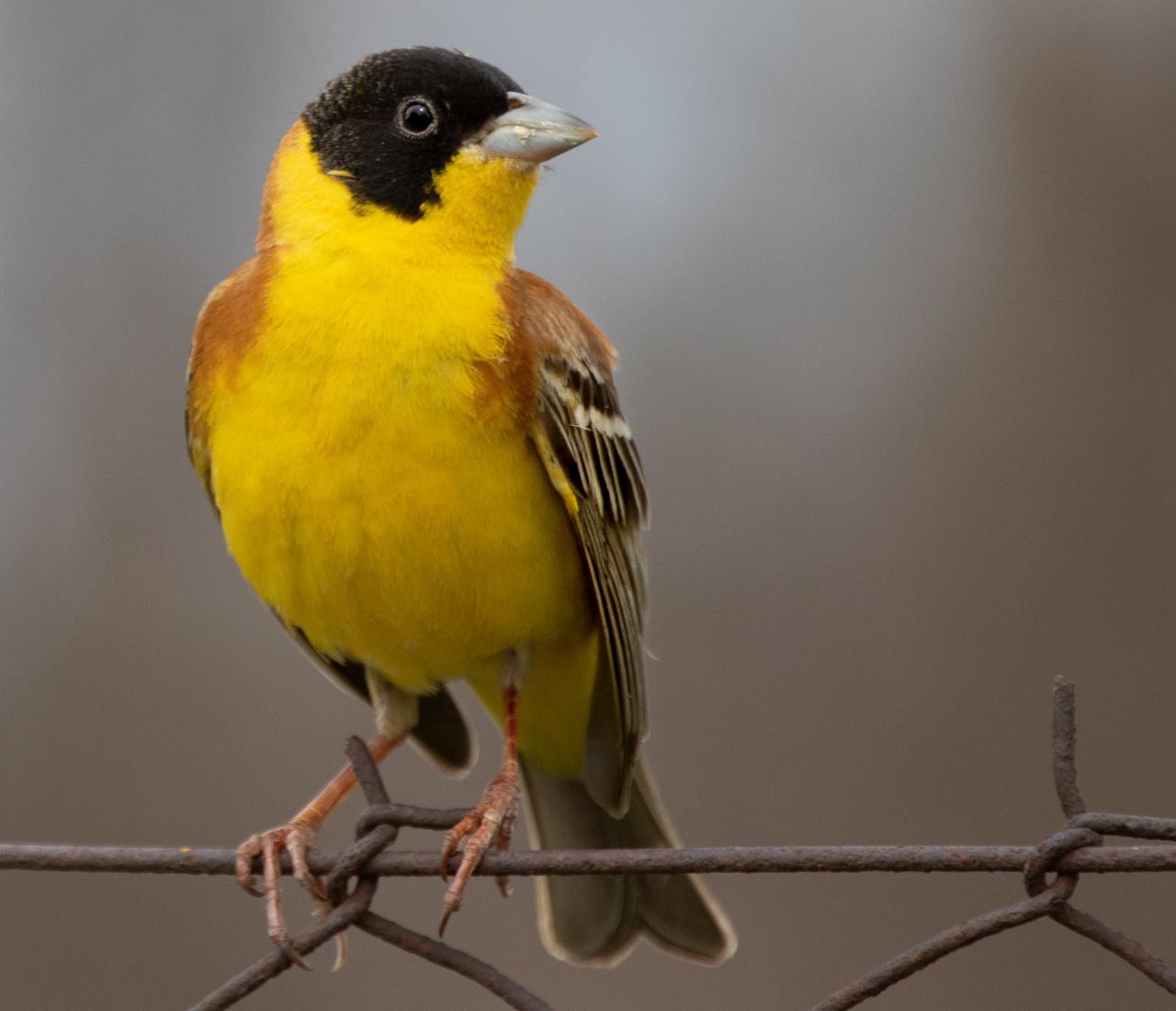 Black-headed Bunting, Greece, Greece Birding Tour, Greece Nature Tour, Spring Migration Tour, Naturalist Journeys