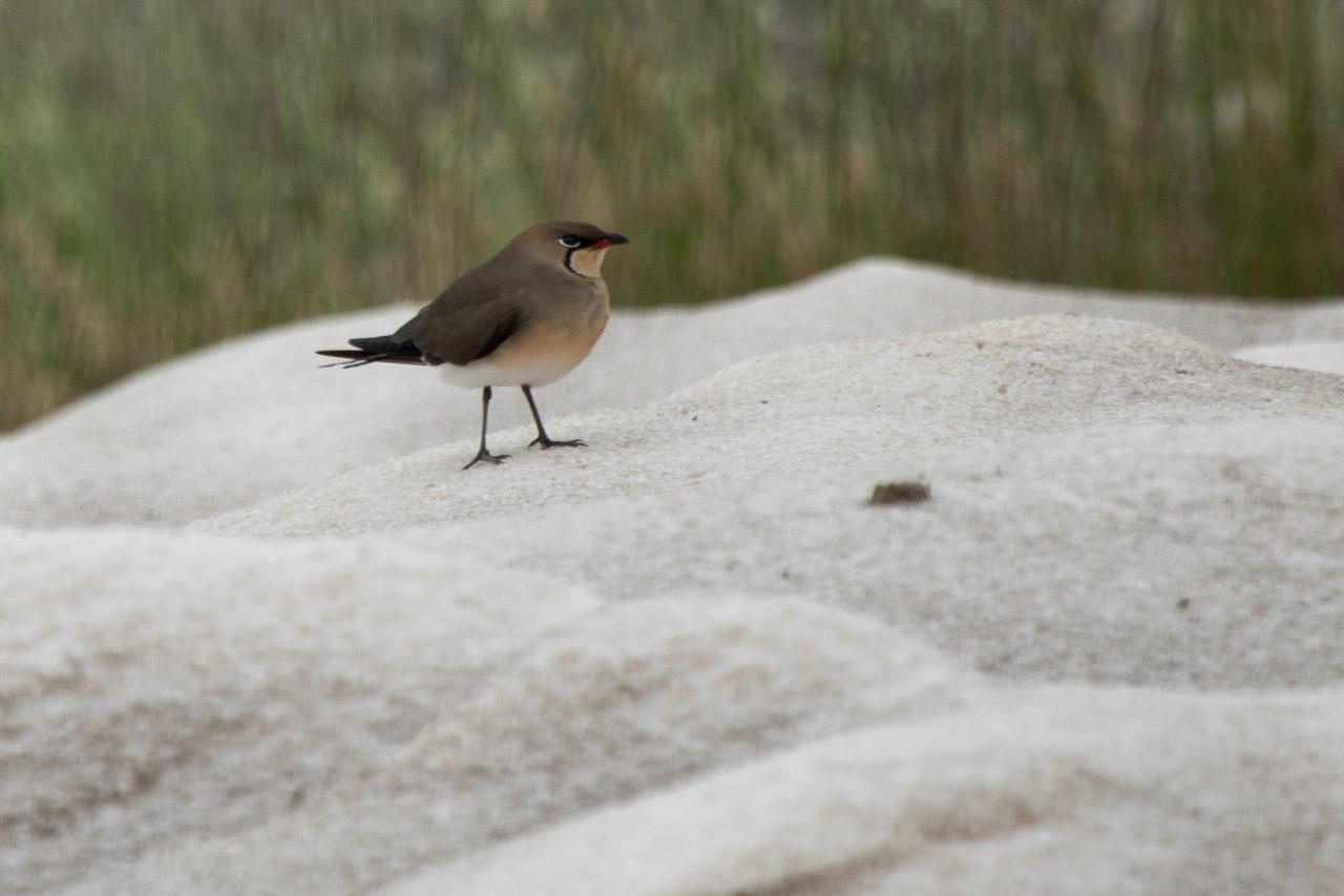 Collared Prantincole, Greece, Greece Birding Tour, Greece Nature Tour, Spring Migration Tour, Naturalist Journeys