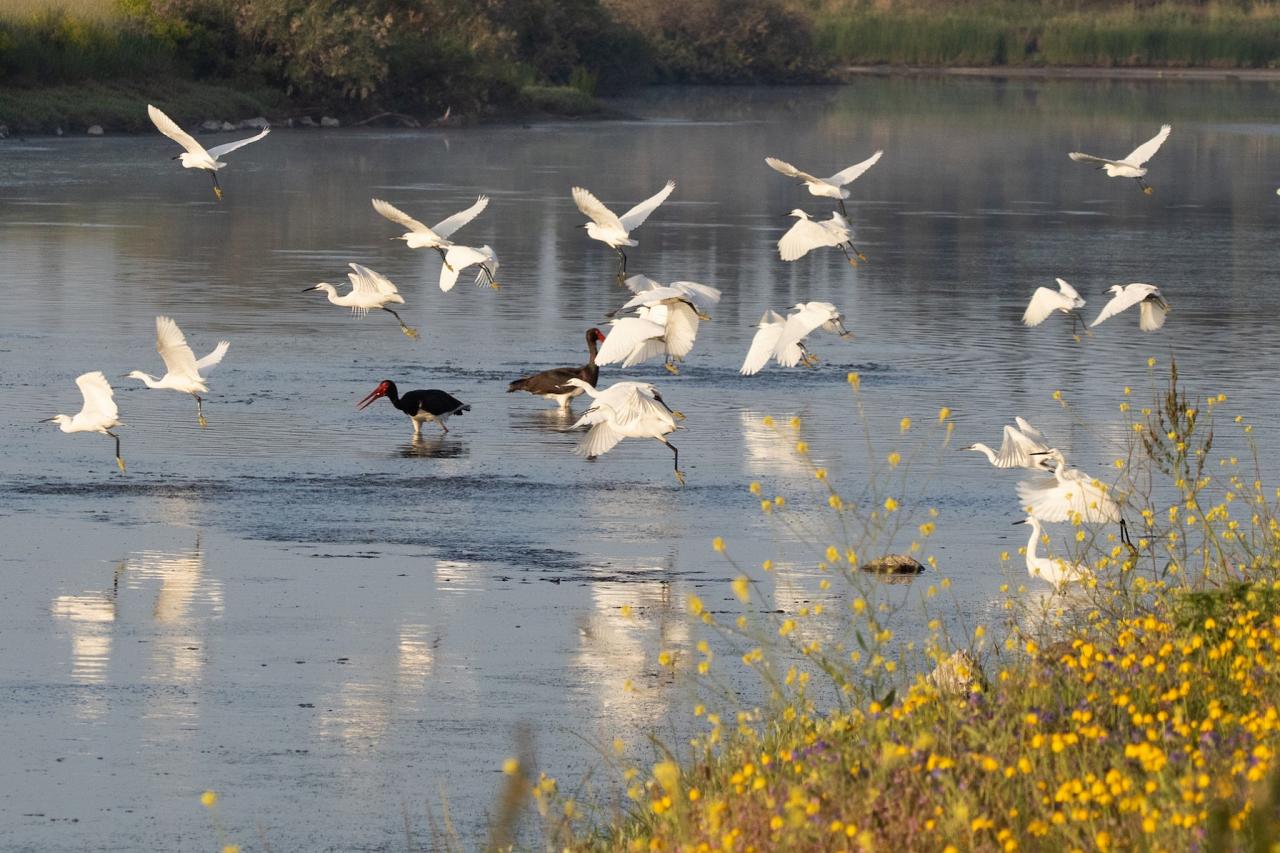 Kalloni Salt Pans, Greece, Greece Birding Tour, Greece Nature Tour, Spring Migration Tour, Naturalist Journeys