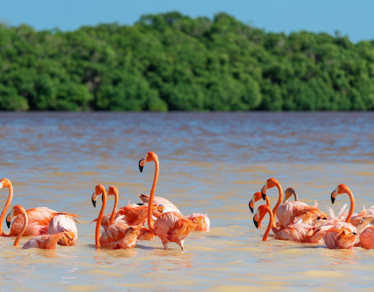 Birding Mexico, Bird watching Yucatán Peninsula, Mexico Nature Tour, Naturalist Journeys, Wildlife Tour, Wildlife Photography, Ecotourism, Specialty Birds, Birding Hotspot