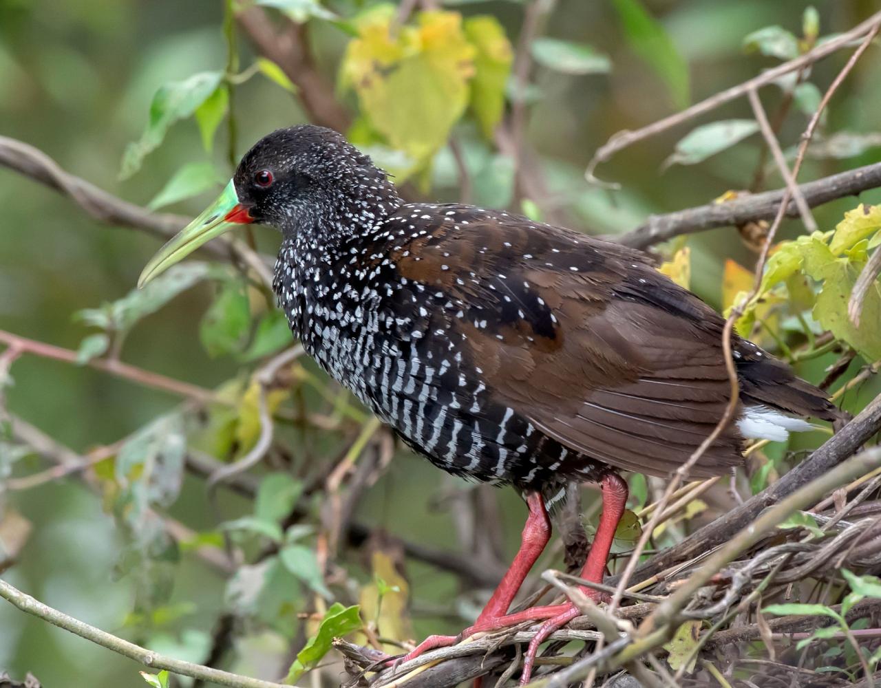 Birding Mexico, Bird watching Yucatán Peninsula, Mexico Nature Tour, Naturalist Journeys, Wildlife Tour, Wildlife Photography, Ecotourism, Specialty Birds, Birding Hotspot