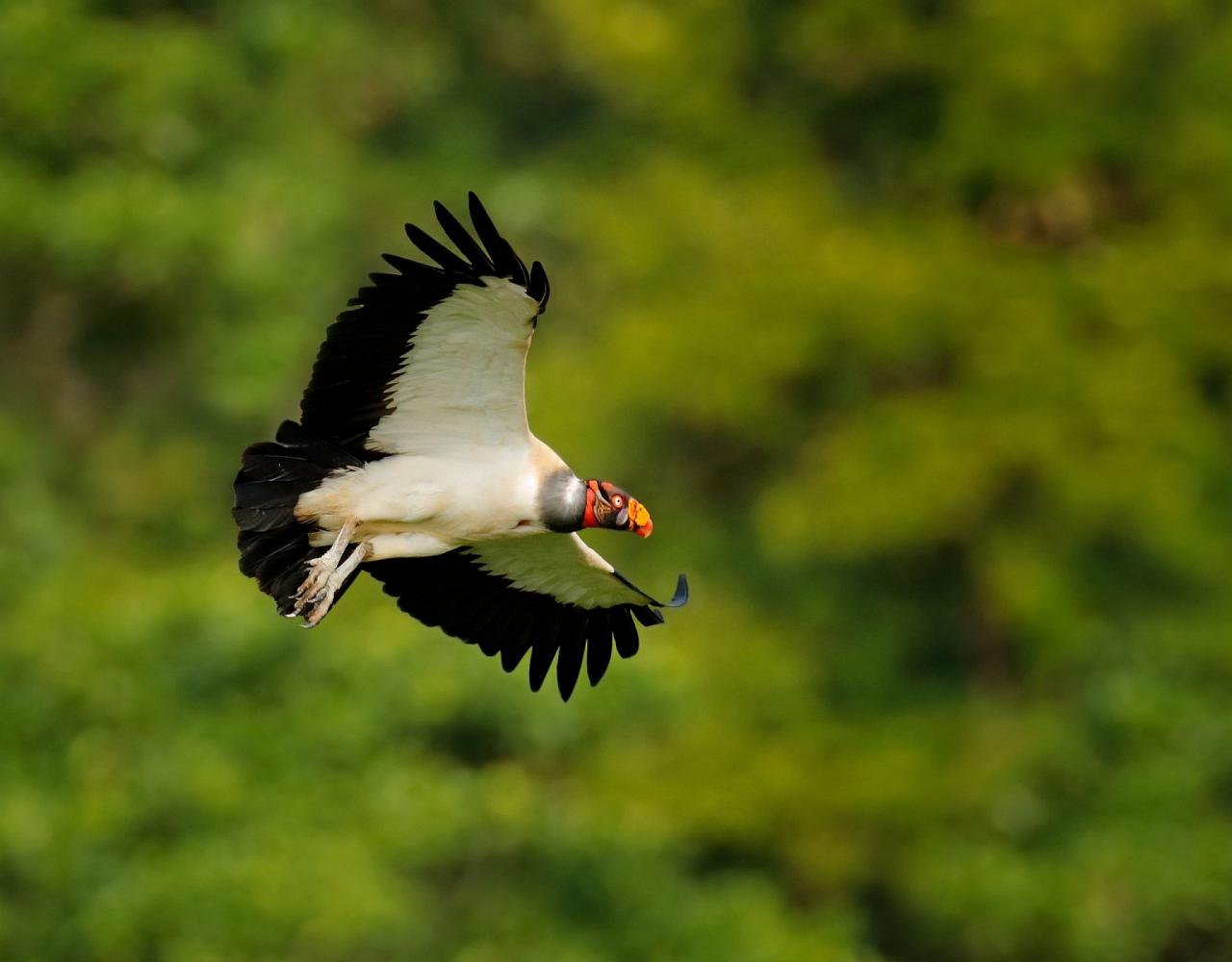 Birding Mexico, Bird watching Yucatán Peninsula, Mexico Nature Tour, Naturalist Journeys, Wildlife Tour, Wildlife Photography, Ecotourism, Specialty Birds, Birding Hotspot
