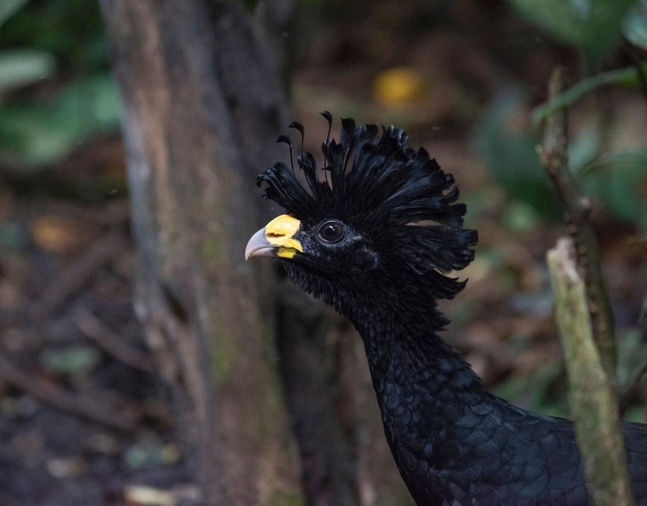 Birding Mexico, Bird watching Yucatán Peninsula, Mexico Nature Tour, Naturalist Journeys, Wildlife Tour, Wildlife Photography, Ecotourism, Specialty Birds, Birding Hotspot