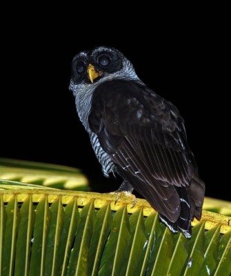 Black-and-white Owl, Birding Mexico, Bird watching Yucatán Peninsula, Mexico Nature Tour, Naturalist Journeys, Wildlife Tour, Wildlife Photography, Ecotourism, Specialty Birds, Birding Hotspot