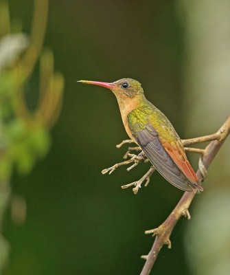 Cinnamon Hummingbird, Birding Mexico, Bird watching Yucatán Peninsula, Mexico Nature Tour, Naturalist Journeys, Wildlife Tour, Wildlife Photography, Ecotourism, Specialty Birds, Birding Hotspot