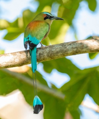 Turquoise-browed Motmot, Birding Mexico, Bird watching Yucatán Peninsula, Mexico Nature Tour, Naturalist Journeys, Wildlife Tour, Wildlife Photography, Ecotourism, Specialty Birds, Birding Hotspot