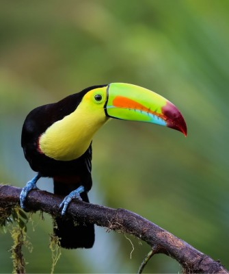 Keel-billed Toucan, Birding Mexico, Bird watching Yucatán Peninsula, Mexico Nature Tour, Naturalist Journeys, Wildlife Tour, Wildlife Photography, Ecotourism, Specialty Birds, Birding Hotspot