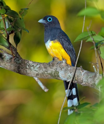 Black-headed Trogon, Birding Mexico, Bird watching Yucatán Peninsula, Mexico Nature Tour, Naturalist Journeys, Wildlife Tour, Wildlife Photography, Ecotourism, Specialty Birds, Birding Hotspot