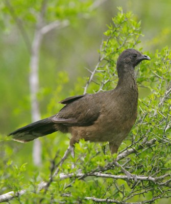 Birding Mexico, Bird watching Yucatán Peninsula, Mexico Nature Tour, Naturalist Journeys, Wildlife Tour, Wildlife Photography, Ecotourism, Specialty Birds, Birding Hotspot