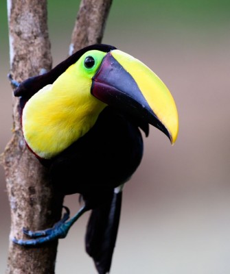 Yellow-throated Toucan, Birding Panama, Bird watching Western Panama, Panama Nature Tour, Tranquilo Bay, Naturalist Journeys, Wildlife Tour, Wildlife Photography, Ecotourism, Specialty Birds, Birding Hotspot