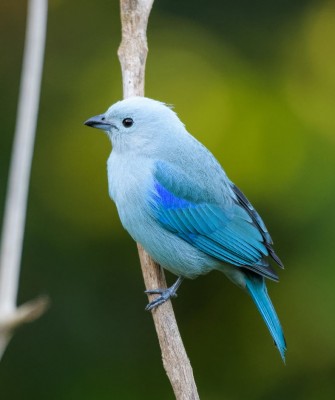 Blue-gray Tanager, Birding Panama, Bird watching Western Panama, Panama Nature Tour, Tranquilo Bay, Naturalist Journeys, Wildlife Tour, Wildlife Photography, Ecotourism, Specialty Birds, Birding Hotspot