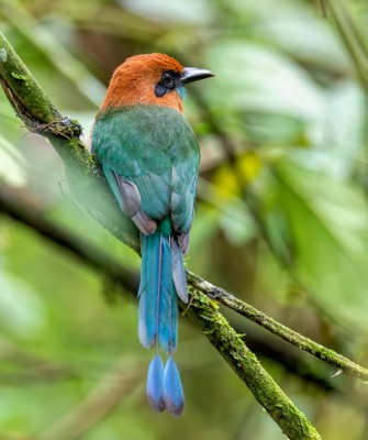 Broad-billed Motmot, Birding Panama, Bird watching Western Panama, Panama Nature Tour, Tranquilo Bay, Naturalist Journeys, Wildlife Tour, Wildlife Photography, Ecotourism, Specialty Birds, Birding Hotspot