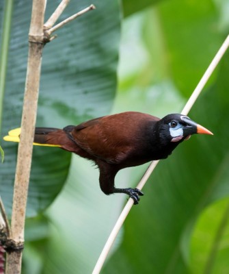 Montezuma Oropendola, Birding Panama, Bird watching Western Panama, Panama Nature Tour, Tranquilo Bay, Naturalist Journeys, Wildlife Tour, Wildlife Photography, Ecotourism, Specialty Birds, Birding Hotspot
